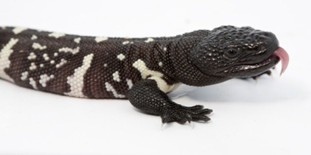 This image, obtained by Fox affiliate WAGA-TV, shows the Guatemalan beaded lizard.