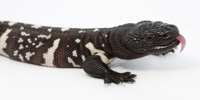 This image, obtained by Fox affiliate WAGA-TV, shows the Guatemalan beaded lizard.