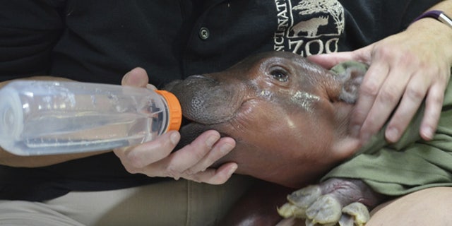 A zoo employee feeds a female hippopotamus calf born on Tuesday.
