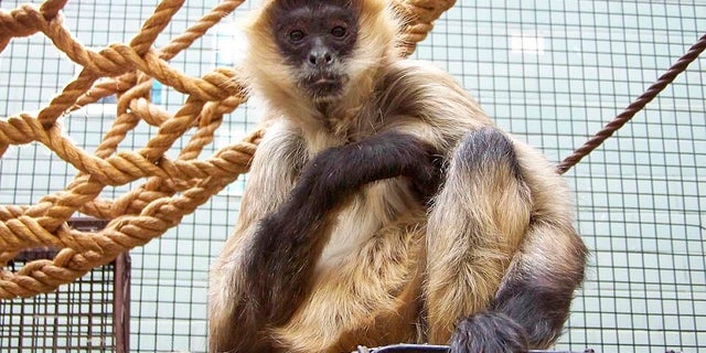 Spiderman the monkey has died, the Seneca Park Zoo wrote on Facebook. He was 43 years old. 