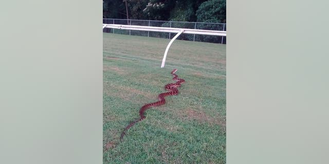 It took about four hours for the carpet python to slither out of sight and into the bushes.