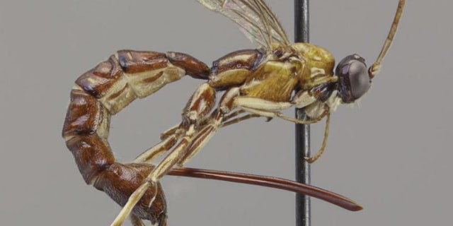 Scientists discovered a wasp whose stinger “looks like a fierce weapon.”