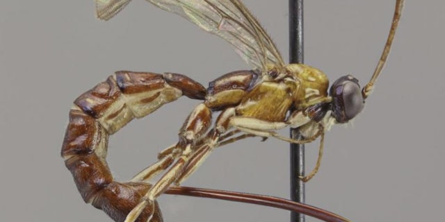 Scientists discovered a wasp whose stinger “looks like a fierce weapon.”