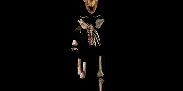 The Dikika foot is one part of a partial skeleton of a 3.32 million-year-old skeleton of an Australopithecus afarensis child. Credit: Zeresenay Alemseged