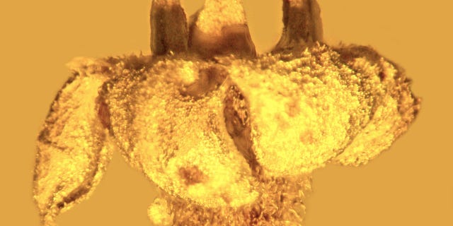 Strychnos electri is a newly found fossil flower in amber, and a closeup of the fossil shows the recurved petal lobes and small, tightly attached anthers with pollen in the mouth of the flower.