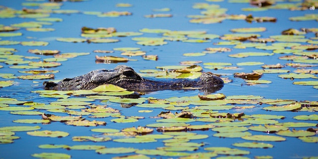 The alligator has been "actively fed" by humans, officials said.