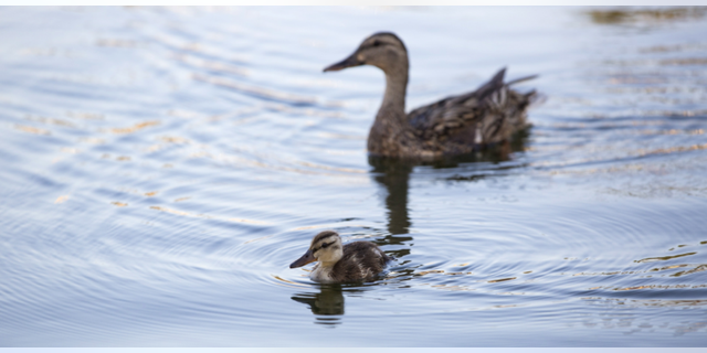 Firefighters in Roseville, Michigan rescued ducklings from a storm drain using a YouTube video.