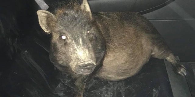 Police captured a pig after a man called 911 to report the animal following him.