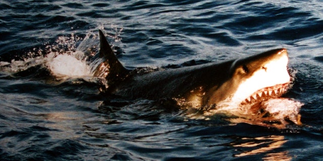 A great white shark is photographed feeding at Isla Guadalupe, Mexico. One of the fierce creatures was just spotted off the Massachusetts coast.