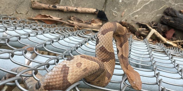 A copperhead snake was spotted near the National Mall in Washington, D.C. on May 22.
