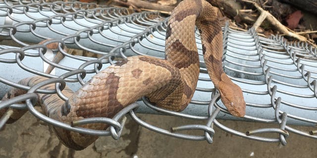 A copperhead snake was spotted near the National Mall in Washington, D.C. on May 22.