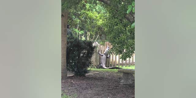 South Carolina resident Shari Sebuck said she was in shock when she saw a 7-foot alligator attempting to scale a fence in her neighborhood.