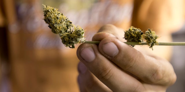 FILE - In this Dec. 18, 2013 file photo, Juan Andre Palese, a marijuana grower, shows a dried marijuana flower, on the outskirts of Montevideo, Uruguay. Palese was using a fake name when he founded Uruguay’s first marijuana growing store, where he made sure not to sell any illegal seeds or plants. But he’s operating in the open now that President Jose Mujica signed into law his government’s plan to create and regulate the world’s first national marijuana market. (AP Photo/Matilde Campodonico, File)