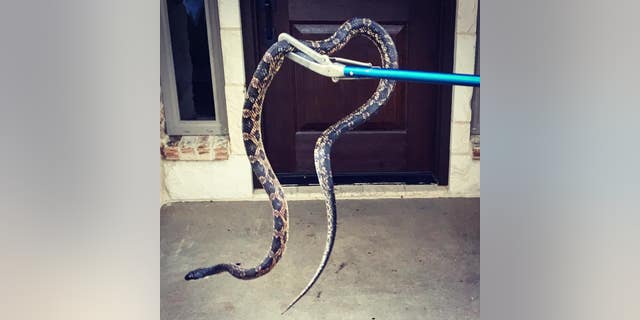 Morgan's Point Resort Fire Department officials removed the Texas rat snake from the home.