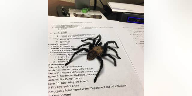 Morgan's Point Resort Fire Department officials said it isn't uncommon to deal with critters, especially tarantulas.