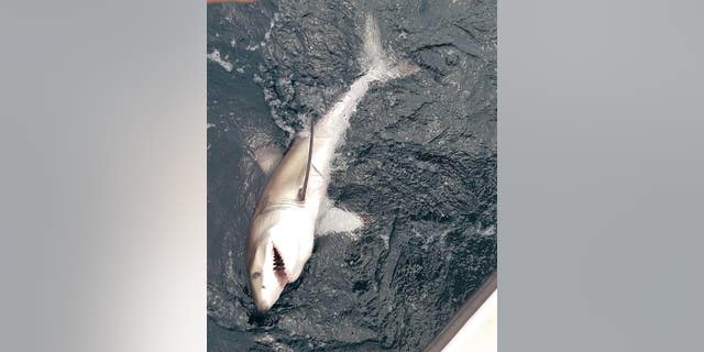 A great white shark is seen off the coast of New Jersey.