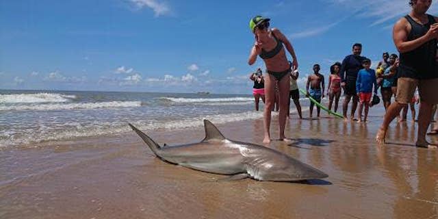 Lauren Biggers, of Conroe, Texas, hauled in a nearly 7-foot blacktip shark on July 7.