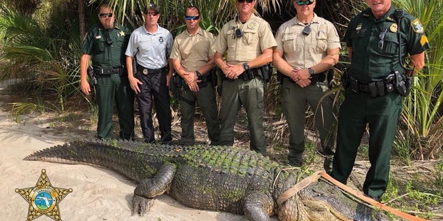 A 13-foot alligator was captured in Shamrock Park.