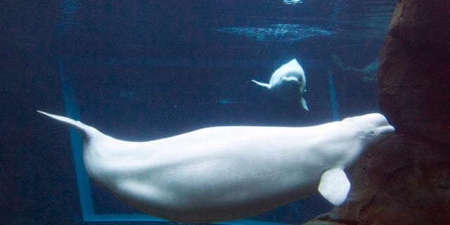 Georgia Aquarium's resident pregnant beluga whale Maris swims in the aquarium's tank in Atlanta, Wednesday, April 11, 2012. Maris, is expected to give birth by June. She the first mammal to conceive at the downtown Atlanta attraction since it opened in 2005. (AP Photo/John Bazemore)