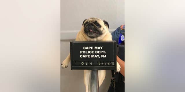 Bean the pug returned home after her mugshot went viral.