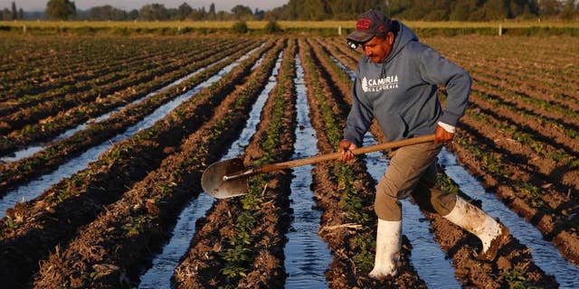 Supporters of President Trump say farmers need to keep the big picture in mind.<br>
“I think a lot of farmers are feeling the pain right now,” said Doug Erickson, a senator in the Washington state Legislature. “But I think a lot of them understand it’s important for America overall to have fair trade relationships.”