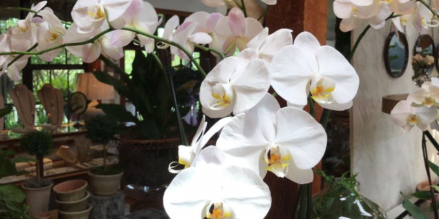 Orchids sit on display at Red Onion in Baton Rouge. Several florists throughout the state say they want to keep a licensing and testing requirement in place. Louisiana is the only state in the country that requires florists to be licensed.