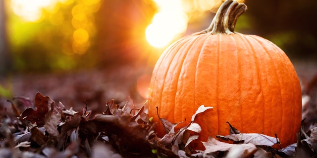 Pumpkins are high in fiber and antioxidants, which offer a list of health benefits, including improved bowel and skin health.