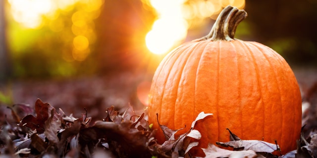 Pumpkins are high in fiber and antioxidants, which offer a list of health benefits, including improved bowel and skin health.