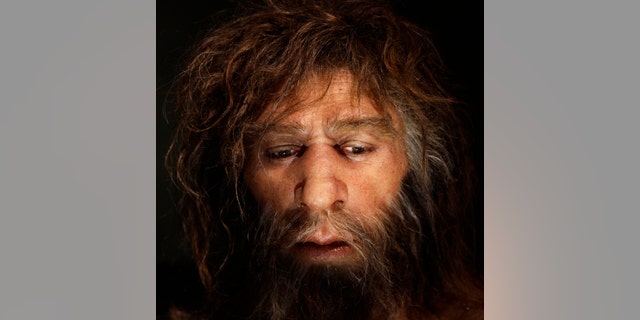 File photo: Hyperrealistic face of a neanderthal male is displayed in a cave in the new Neanderthal Museum in the northern Croatian town of Krapina February 25, 2010. (REUTERS/Nikola Solic)