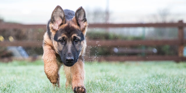 German shepherd istock
