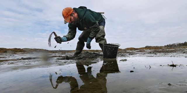 In this Tuesday, March 21, 2017 photo, Dan Harrington digs for bloodworms on a mudflat in Freeport, Maine. Maine is by far the biggest harvester of bloodworms and sandworms in the country, and the state's harvest has declined to a third of levels in the 1970s. (AP Photo/Robert F. Bukaty)