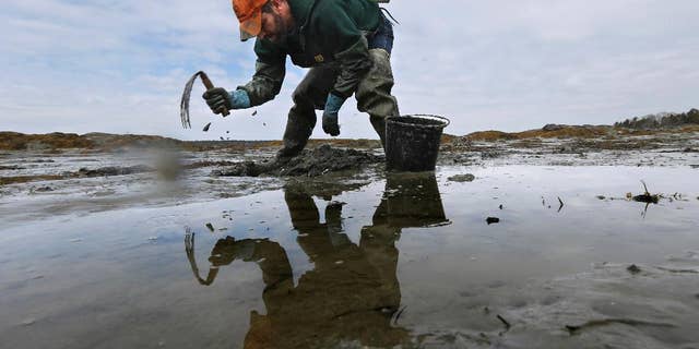 In this Tuesday, March 21, 2017 photo, Dan Harrington digs for bloodworms on a mudflat in Freeport, Maine. Maine is by far the biggest harvester of bloodworms and sandworms in the country, and the state's harvest has declined to a third of levels in the 1970s. (AP Photo/Robert F. Bukaty)