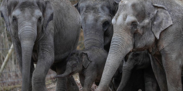 Newborn Asian elephant Tun Kai is pictured with members of its family on the first day of a public appearance at the Planckendael Zoo in Mechelen, Belgium March 9, 2018. (REUTERS/Yves Herman)