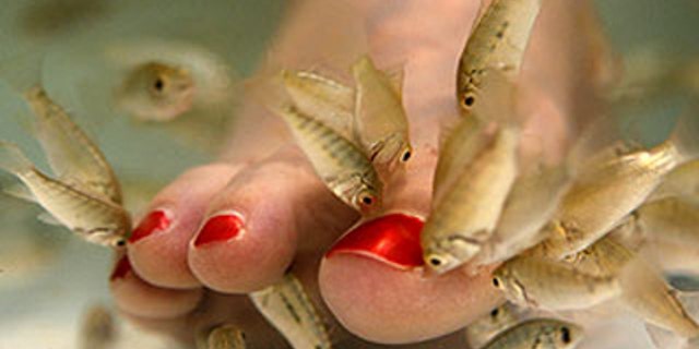 July 17, 2008: Tracy Roberts, of Rockville, Md., has her toes nibbled on by a type of carp called garra rufa or doctor fish at a Virginia spa.