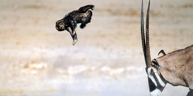 Pic Dirk Theron/Caters News - (Pictured: The oryx headbutts the honey badger launching it into the air.) - A honey badger has been flung through the air after attempting to attack an oryx. Dirk Theron, 45, from Cape Town, South Africa, was visiting Etosha National Park, when he spotted the fighting pair.The photos show the honey badger attacking an oryx and despite being flung six metres into the air he refuses to give up and keeps on coming back for more.SEE CATERS COPY
