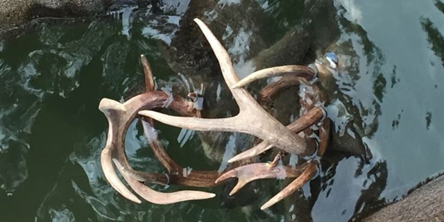 The buck evidently drowned after fighting near Table Rock Lake.
