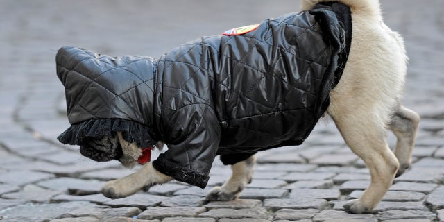 A warm covered pug dog strolls on a street on a cold winter day.