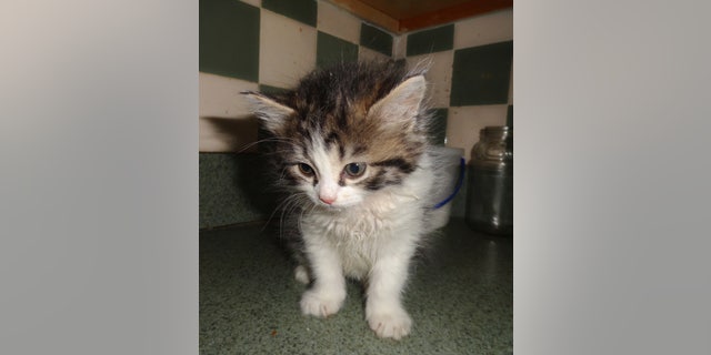 This April 7, 2013 photo provided by the SPCA of Westchester shows a 5-week-old kitten named Precious in her owner's apartment in Yonkers, N.Y., after the feline survived being thrown from a 3rd floor window of the apartment earlier that day during a domestic argument. Westchester County SPCA enforcement director Ernest Lungaro said the 1-pound female kitten suffered a mouth injury but no broken bones after apparently landing on all fours.(AP Photo/SPCA of Westchester, Ernest Lungaro)
