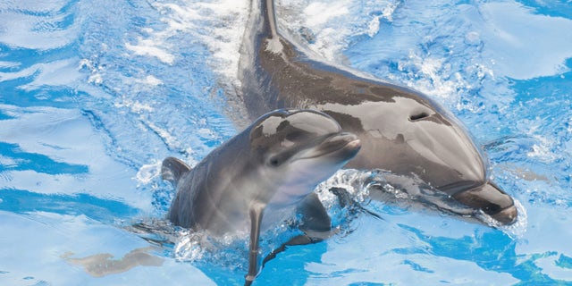 SAN DIEGO, CA - OCTOBER 20: In this handout photo provided by SeaWorld San Diego, Sadie, a 13-year-old bottlenose dolphin at SeaWorld San Diego, swims with her newborn calf at the marine park's Dolphin Stadium October 20, 2014 in San Diego, California. The calf, born on Saturday, Oct. 18 at 3:32 p.m., is strong and appears to be in good health. She is nursing regularly and continues to bond with its mother. This is the 80th bottlenose dolphin born at SeaWorld San Diego.
(Photo by Mike Aguilera/SeaWorld San Diego via Getty Images)