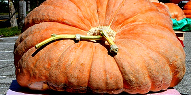 Super-sized pumpkins are attracting attention as scientists work with growers to make them even larger.