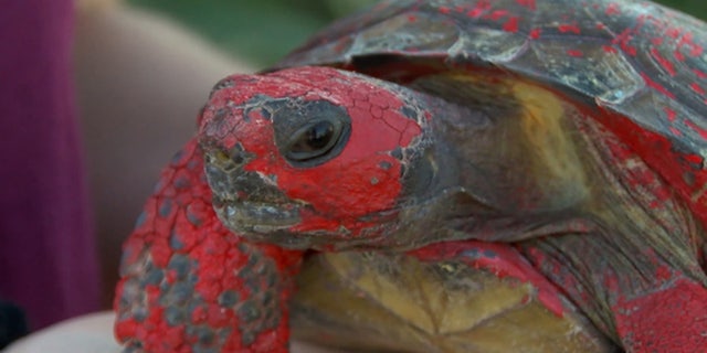 A tortoise named Raphael was found covered in concrete and red paint this week along a road in Florida.