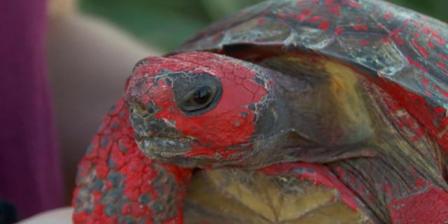 A tortoise named Raphael was found covered in concrete and red paint this week along a road in Florida.