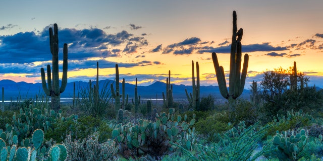 Officials are hopeful that microchipping the cacti will deter thieves in the future.