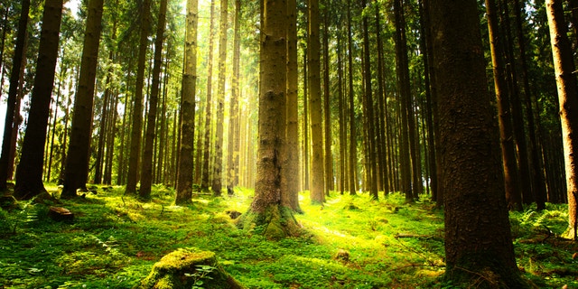 Beautiful nature at morning in the misty summer forest with sun rays.