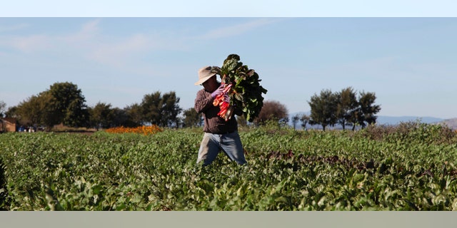 In anticipation of Chinese retaliation, the Trump administration floated a proposal to soften the blow to American farmers. White House Press Secretary Sarah Huckabee Sanders told reporters in early April that the president has, "asked the Department of Agriculture to protect our farmers and we will present a plan on the specifics of that shortly."