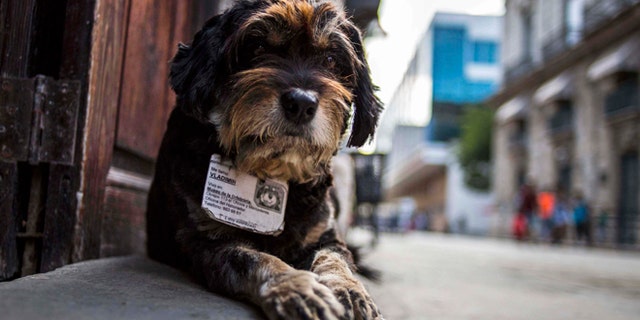 In this March 13, 2015 photo, former street dog Vladimir wears an ID collar that gives his name and residence, as he sits at the entrance of the Old Havana Museum of Metalwork in Havana, Cuba. Cuban law banning animals from workplaces contains an exemption for guard dogs. This legal cover for the ex-strays was bolstered when a dog at a government office awakened a guard one night by barking when she heard would-be thieves removing air conditioners from the windows, according to Nora Garcia, president of the Cuban Association for the Protection of Plants and Animals. (AP Photo/Ramon Espinosa)