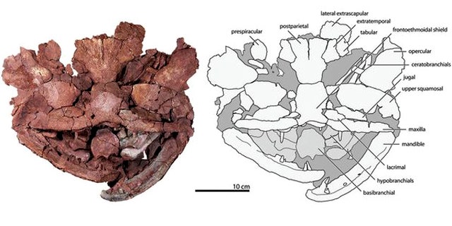 A photograph and line drawing of the skull of Laccognathus embryi, a new species of predatory fish from the Devonian Period. Note the wide head, large mouth and small area for the eyes.