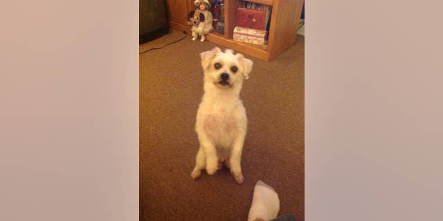 Chico, an 18-year-old Shih Tzu, was reportedly found buried alive on Sunday after being buried in Massachusetts backyard.