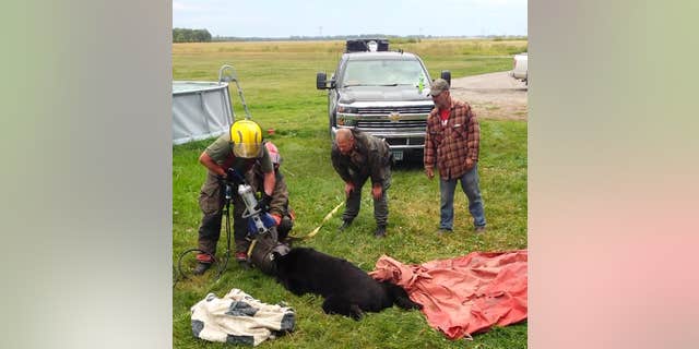 Firefighters in northern Minnesota recently came to the rescue of a black bear after he got his head stuck in a 10-gallon milk jug.