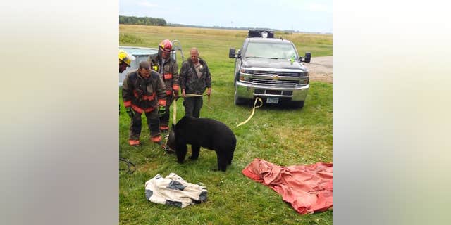 The Roseau Fire Department was called in to help the bear and, with "some special equipment," the group was able to free the furry animal.